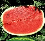 foto: jetzt Melone - Wassermelone Calsweet - Gewicht: 10-15kg - 10 Samen Online, bester Preis 1,80 € neu 2024-2023 Bestseller, Rezension