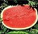 foto Melone - Wassermelone Calsweet - Gewicht: 10-15kg - 10 Samen 2023-2022