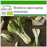 foto: comprar SAFLAX - Ecológico - Col de mostaza china - Pak Choi - 300 semillas - Brassica rapa on-line, mejor precio 3,95 € nuevo 2024-2023 éxito de ventas, revisión