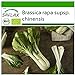 foto SAFLAX - Ecológico - Col de mostaza china - Pak Choi - 300 semillas - Brassica rapa 2024-2023