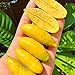 foto 20 unids/bolsa Citrus Australasica Seeds, arbusto lleno de vitalidad bajo en grasa, semillas de limas para plantar en casa jardín exterior 1 Semilla 2024-2023
