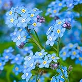 photo: You can buy Forget Me Not Flowers (Myosostis sylvatica) - Over 5,000 Premium Seeds - by 'createdbynature' online, best price $6.99 new 2024-2023 bestseller, review
