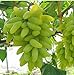 foto KINGDUO 50 Pc/Paquete Dedo Semilla De La UVA Fruta Deliciosa En Macetas Uvas Plantan Semillas para El Hogar Y Jardín-Verde 2024-2023