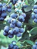 photo: You can buy Pixies Gardens Tifblue Blueberry Bush - One of The Oldest Blueberry Cultivars Still Being Planted and Considered One of The Best. Good Pollinator (2 Gallon Potted) online, best price $69.99 new 2024-2023 bestseller, review