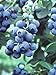 photo Pixies Gardens Tifblue Blueberry Bush - One of The Oldest Blueberry Cultivars Still Being Planted and Considered One of The Best. Good Pollinator (2 Gallon Potted) 2024-2023