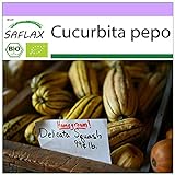 foto: comprar SAFLAX - Ecológico - Calabaza - Delicata - 6 semillas - Cucurbita pepo on-line, mejor precio 3,95 € nuevo 2024-2023 éxito de ventas, revisión
