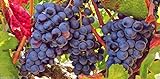 photo: You can buy Grape Vine Seeds(Vitis vinifera) Enjoy the sweet juicy taste of homegrown grapes online, best price $6.80 new 2024-2023 bestseller, review
