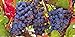 photo Grape Vine Seeds(Vitis vinifera) Enjoy the sweet juicy taste of homegrown grapes 2024-2023