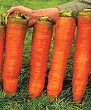 photo: You can buy CEMEHA SEEDS - Giant Red Carrot Sweet Non GMO Vegetable for Planting 1000 Seeds online, best price $6.95 ($0.01 / Count) new 2024-2023 bestseller, review
