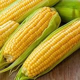 photo: You can buy Corn, Golden Bantam Yellow Corn, Heirloom, Non-GMO,50 Seeds, Delicious and Sweet Veggie online, best price $2.99 new 2024-2023 bestseller, review