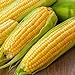 photo Corn, Golden Bantam Yellow Corn, Heirloom, Non-GMO,50 Seeds, Delicious and Sweet Veggie 2024-2023