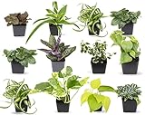 photo: You can buy Easy to Grow Houseplants (12 Pack) Live House Plants in Plant Containers, Growers Choice Plant Set in Planters with Potting Soil Mix, Home Décor Planting Kit or Outdoor Garden Gifts by Plants for Pets online, best price $38.33 ($3.19 / Count) new 2024-2023 bestseller, review