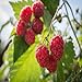 photo Killarney Raspberry - 1 Red Raspberry Plant - Everbearing - Organic Grown 2024-2023