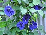 photo: You can buy Blue Butterfly Pea Vine (Clitoria ternatea) Perennial - 10 Seeds online, best price $3.49 ($0.35 / Count) new 2024-2023 bestseller, review