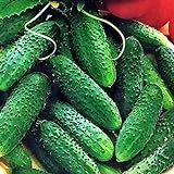 photo: You can buy CEMEHA SEEDS - Cucumber Parisian Gherkin Open-Pollinated Pickling Non GMO Vegetable for Planting online, best price $6.95 ($0.17 / Count) new 2024-2023 bestseller, review