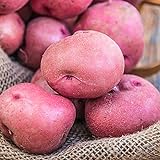 photo: You can buy Red Pontiac Seed Potato - Everybody's Favorite Red Potato - Includes one 2-lb Bag - Can't Ship to States of ID, ME, MT, or NE online, best price $17.50 new 2024-2023 bestseller, review