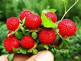 photo: You can buy Wild Strawberry Seeds - 1000+ Sweet Wild Strawberry Seeds for Planting - Fragaria Vesca Seeds - Heirloom Non-GMO Edible Berry Fruit Garden Seeds online, best price $10.99 ($0.01 / Count) new 2024-2023 bestseller, review
