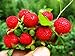 photo Wild Strawberry Seeds - 1000+ Sweet Wild Strawberry Seeds for Planting - Fragaria Vesca Seeds - Heirloom Non-GMO Edible Berry Fruit Garden Seeds 2023-2022