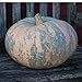 photo 10 Iran, Pumpkin Seed (Calabaza) Jumbo Squash,50 Plus Pound Fruits 2022-2021