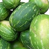 foto: jetzt Rießen Wassermelone 10 Korn (Rar) >>>Fruchtgewicht von 12 bis 16 kg<<< Online, bester Preis 2,49 € neu 2024-2023 Bestseller, Rezension