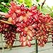 foto ChinaMarket 50pcs / bag Seltene Finger Traubenkernen, Mix Erweiterte Fruchtsamen, Trauben Natürliches Wachstum 2024-2023