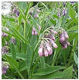 photo: You can buy Earthcare Seeds True Comfrey 50 Seeds (Symphytum officinale) Non GMO, Heirloom online, best price $9.95 ($0.20 / Count) new 2024-2023 bestseller, review