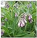 photo Earthcare Seeds True Comfrey 50 Seeds (Symphytum officinale) Non GMO, Heirloom 2024-2023