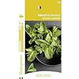 photo: acheter France Graines - Menthe Douce en ligne, meilleur prix 4,90 € nouveau 2024-2023 best-seller, examen
