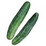 photo: You can buy Burpee Bush Champion Slicing Cucumber Seeds 60 seeds online, best price $8.54 ($0.14 / Count) new 2024-2023 bestseller, review