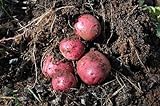 photo: You can buy Simply Seed - 5 LB - Dark Red Norland Potato Seed - Non GMO - Naturally Grown - Order Now for Spring Planting online, best price $16.99 ($0.21 / Ounce) new 2024-2023 bestseller, review