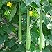 foto Semillas para jardinería, 10 piezas de semillas de luffa largas de esponja de pepino, calabaza verde vegetal de granja 2024-2023