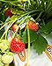 photo Strawberry Evie-2 Bare Root Plants 20 Count - Ever Bearing - Non-GMO - Day Neutral Longer Fruit yielding Season - Bareroots Wrapped in Coco Coir - GreenEase by ENROOT 2024-2023