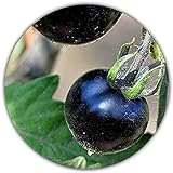 foto: comprar 50 Semillas Aproximadamente de la *RARA* Planta del Tomate Negro on-line, mejor precio 4,49 € nuevo 2024-2023 éxito de ventas, revisión