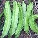 foto Semillas aladas Bean, 20Pcs / bolso Semillas de frijol alado frío tenaz intolerante con alas natural de frijol semillas de hortalizas para el jardín 2024-2023