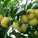 foto 20 Unids/Bolsa Syzygium Jambos Semillas Floración Comestible Natural Plántulas De Frutas Nutritivas Y Prolíficas Para Semillas De Jardín De Plantas Al Aire Libre Semilla 2024-2023