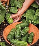 photo: You can buy Burpee Supremo Pickling Cucumber Seeds 30 seeds online, best price $7.82 new 2024-2023 bestseller, review