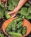 photo Burpee Supremo Pickling Cucumber Seeds 30 seeds 2024-2023
