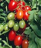 photo: You can buy Juliet Grape Tomato 15 Seeds - High yields! online, best price $3.18 new 2024-2023 bestseller, review