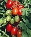 photo Juliet Grape Tomato 15 Seeds - High yields! 2024-2023