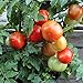 foto Rotkäppchen Tomatensamen für ca. 20 Pflanzen - alte, deutsche Buschtomate 2023-2022