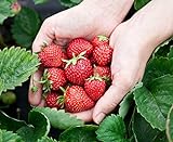 foto: jetzt Monats-Erdbeere Rügen min. 250 Samen (0,5g) - 100% Natursamen - ganzes Jahr ernten Online, bester Preis 2,99 € neu 2024-2023 Bestseller, Rezension