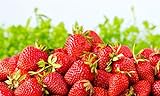 photo: You can buy Sweet Red Strawberry Seeds 300pcs for Home Garden Planting online, best price $8.99 ($0.03 / Count) new 2024-2023 bestseller, review
