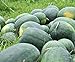 photo Florida Giant Melon Large Southern Heirloom Watermelon bin4 (100 Seeds, or 1/2 oz) 2024-2023