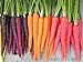 photo Rainbow Blend Carrot Heirloom Seeds - B258 (150 Seeds, 1/4 Gram) 2022-2021