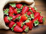 photo: You can buy KIRA SEEDS - Fresca Strawberry Giant - Everbearing Fruits for Planting - GMO Free online, best price $8.96 ($0.45 / Count) new 2024-2023 bestseller, review