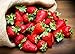 photo KIRA SEEDS - Fresca Strawberry Giant - Everbearing Fruits for Planting - GMO Free 2024-2023