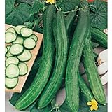 photo: You can buy Cetriolo Chinese Slangen Cucumbers Seeds (20+ Seeds) | Non GMO | Vegetable Fruit Herb Flower Seeds for Planting | Home Garden Greenhouse Pack online, best price $3.69 ($0.18 / Count) new 2024-2023 bestseller, review
