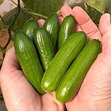 photo: You can buy Park Seed Mini-Me F1 Organic Cucumber Seeds, Snack-Size Mini Cucumbers, Pack of 10 Seeds online, best price $11.95 new 2024-2023 bestseller, review