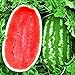 photo KIRA SEEDS - Giant Astrakhan Watermelon 11 lbs - Fruits for Planting - GMO Free 2024-2023
