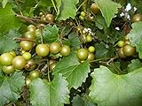 photo: You can buy Pixies Gardens Scuppernong Muscadine Grape Vine Shrub Live Fruit Plant (1 Gallon Potted) online, best price $59.99 new 2024-2023 bestseller, review